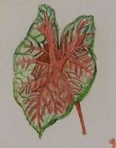 Original Autumn Caladium GG - 8” x 11” Colored Pencil