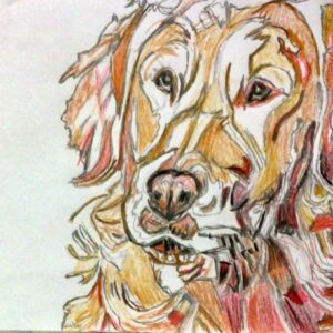 Original Golden Retriever 88 GG - 8" x 11" Colored Pencil