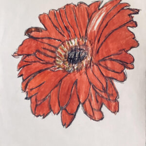 Original Autumn Red Echinacea Coneflower GG - 8" x 11" Colored Pencil