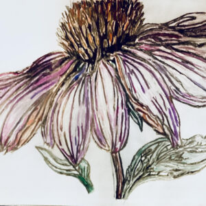 Original Special Autumn Purple & Fuchsia Pink Echinacea Coneflower GG - 9" x 12" Colored Pencil