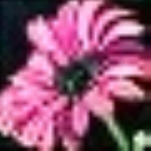 Original Autumn Fuchsia Echinacea Coneflower GG - 4" x 4" Canvas Painting