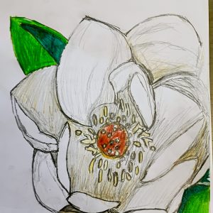 Original Mississippi Special Magnolia GG - 9" x 11" Colored Pencil